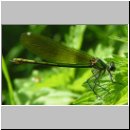 Calopteryx splendens - Gebaenderte Prachtlibelle w05.jpg